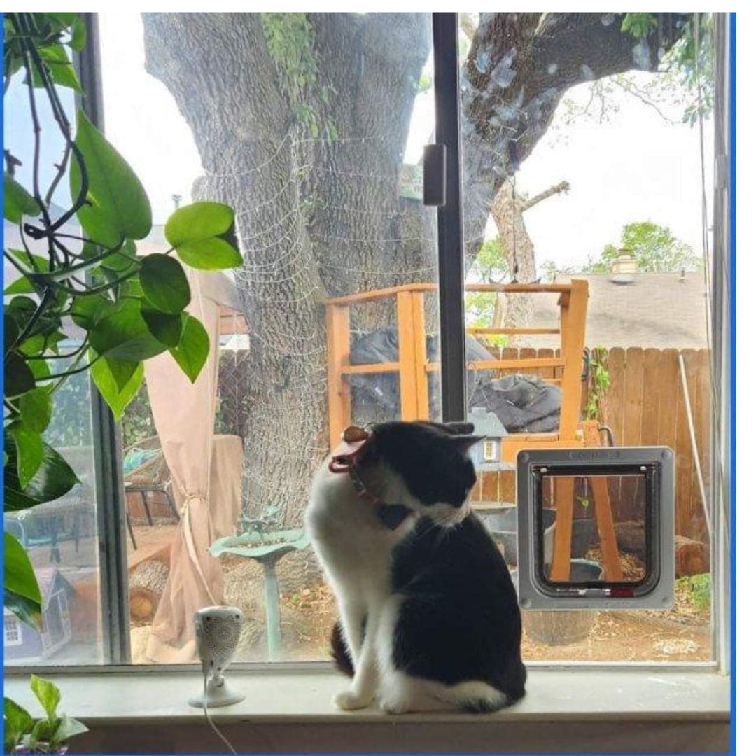 kot szary przechodzi przez przezroczystą klapkę w drewnianych drzwiach wejściowych domu